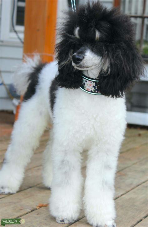 Search results for: <b>Poodle</b> (<b>Miniature</b>) puppies and dogs <b>for sale</b> <b>near</b> Nashville, Tennessee, USA area on Puppyfinder. . Miniature parti poodles for sale near london